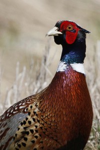 South Dakota bird - Ringed Neck Pheasant