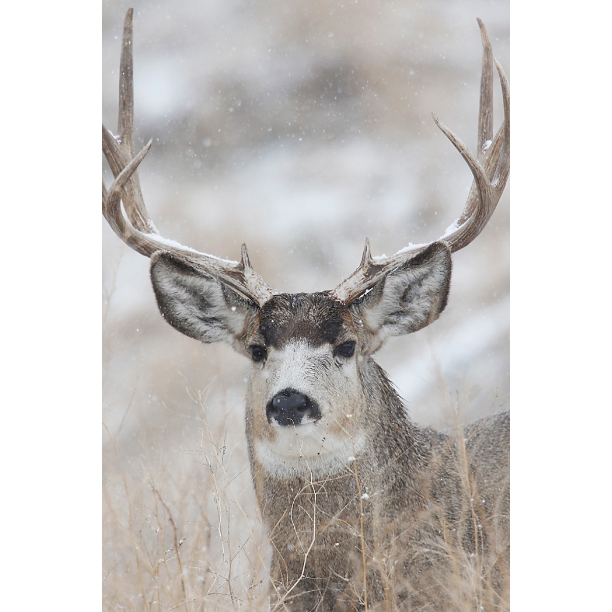 Buck Mule Deer Head in Snowstorm