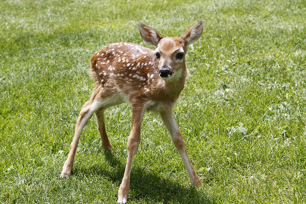 Spotted Fawn - Thru Our Eyes Photography | Linton Wildlife Photos